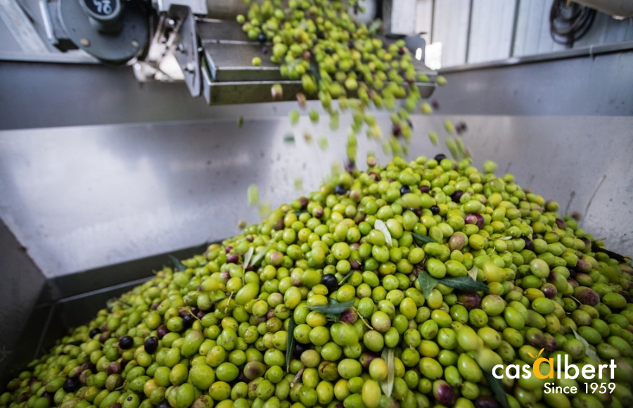 Almazara: El Corazón de la Elaboración del Aceite de Oliva
