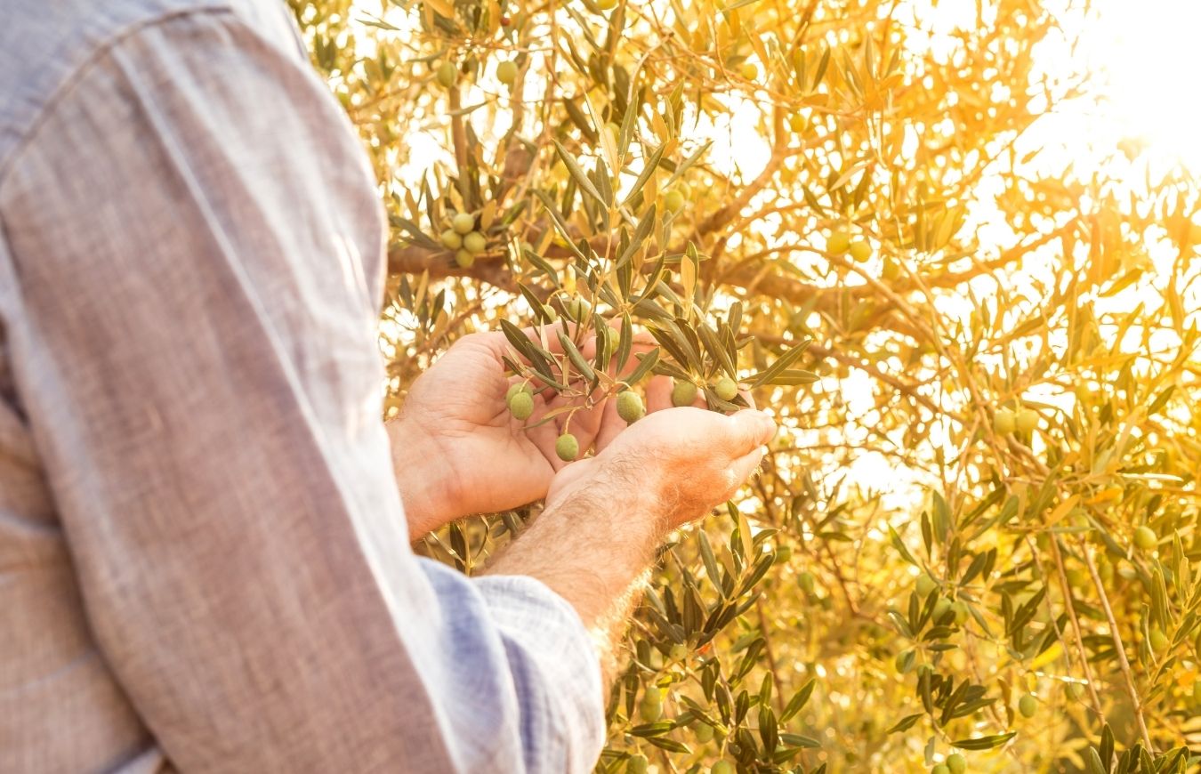 ¿Cuándo se recogen las aceitunas?