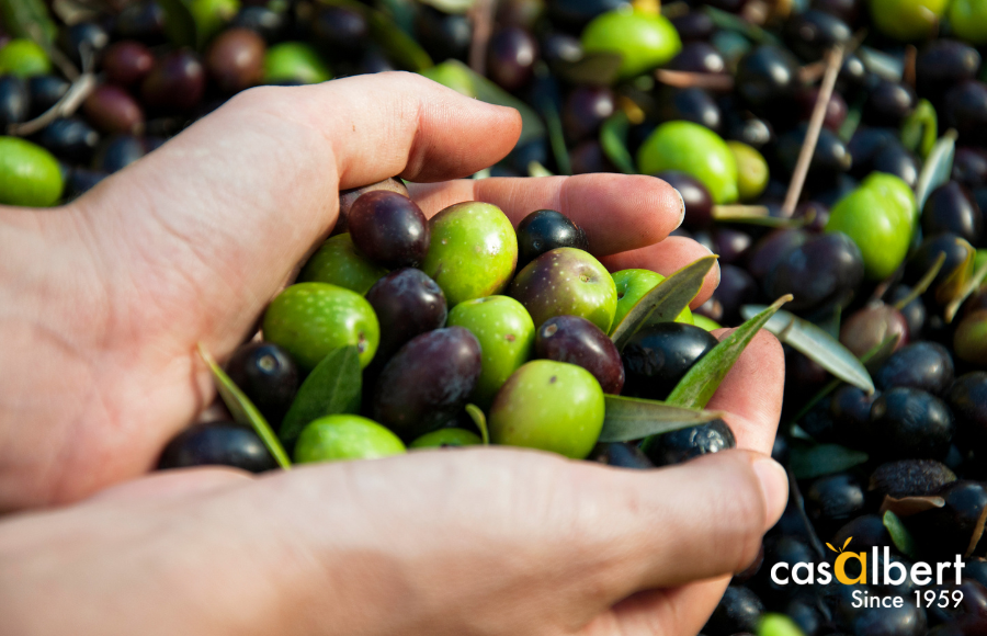 ¿De qué color son las aceitunas que se utilizan para hacer aceite de oliva?