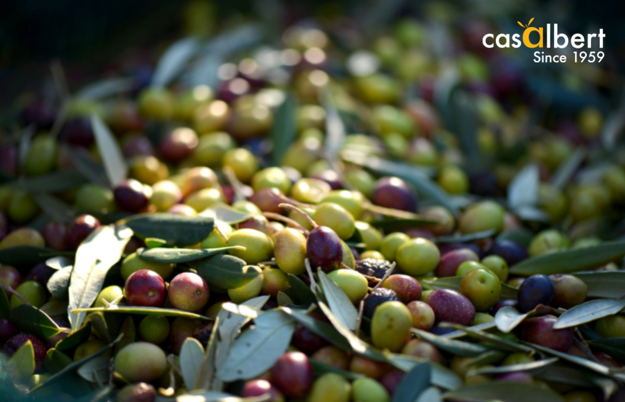 El cambio climático como primera causa de la mala cosecha de aceituna española