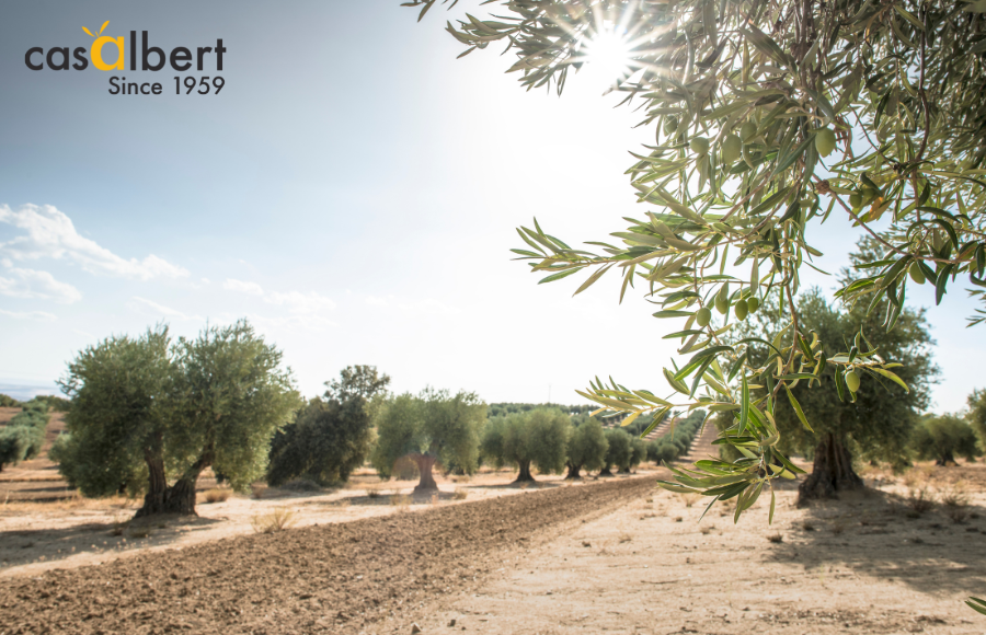 Hace 7000 años ya se cultivaban olivos