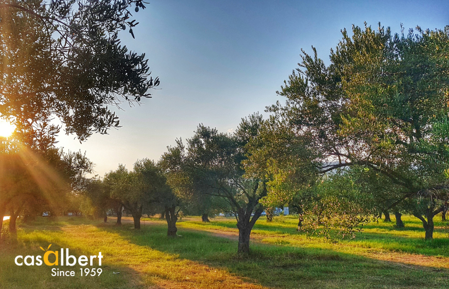 La importancia ambiental de los olivos