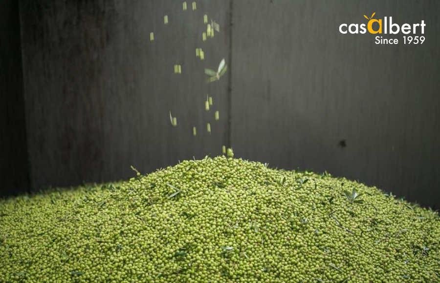 Aceite de Oliva: Los Países Protagonistas en la Cosecha 2023/24