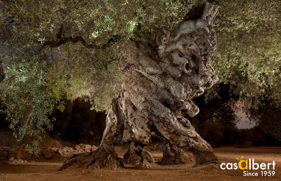 Los olivos más antiguos del mundo