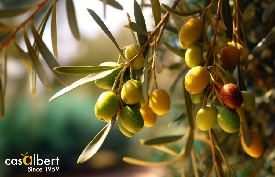 Maduración y Envero de las Aceitunas
