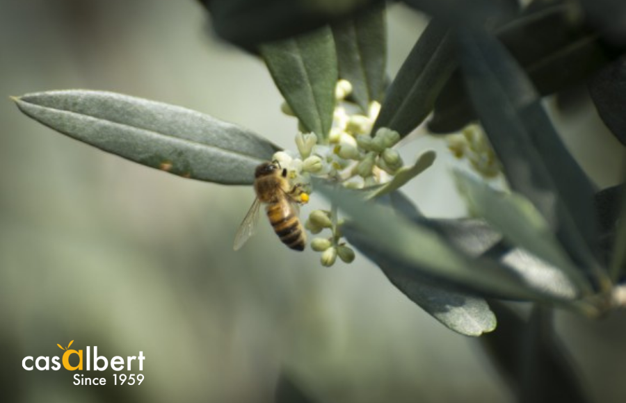 La extraordinaria sinergia entre el aceite de oliva ecológico y las abejas