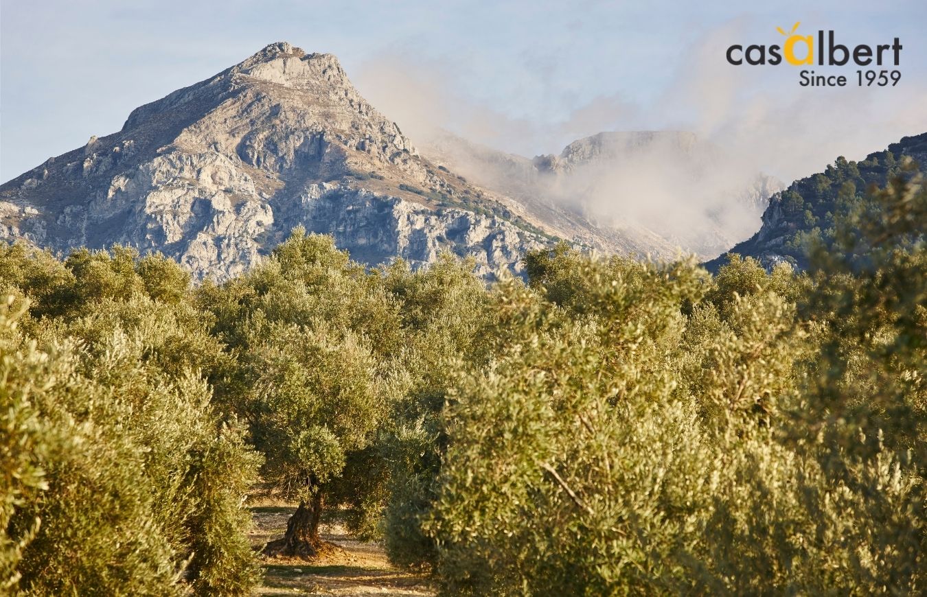 El AOVE procedente de la sierra tiene mayor contenido de ácidos grasos y fenoles que un aceite de tierras bajas