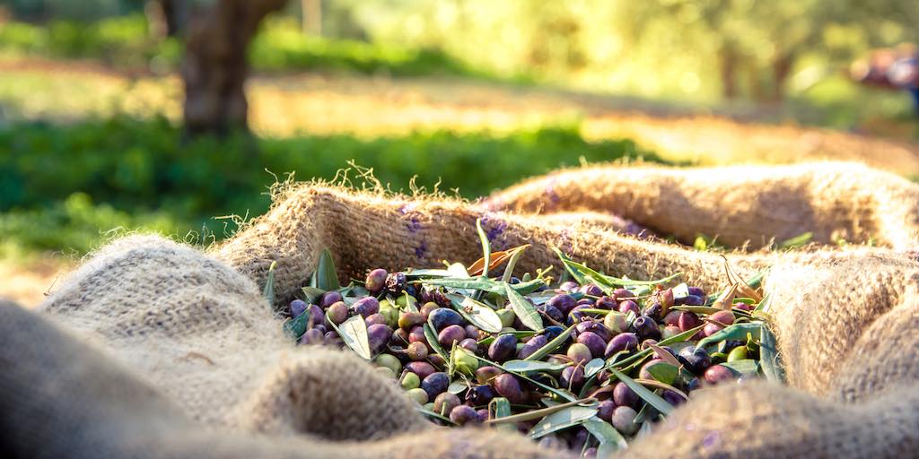Aceite de orujo de oliva, ¡más saludable de lo que crees!