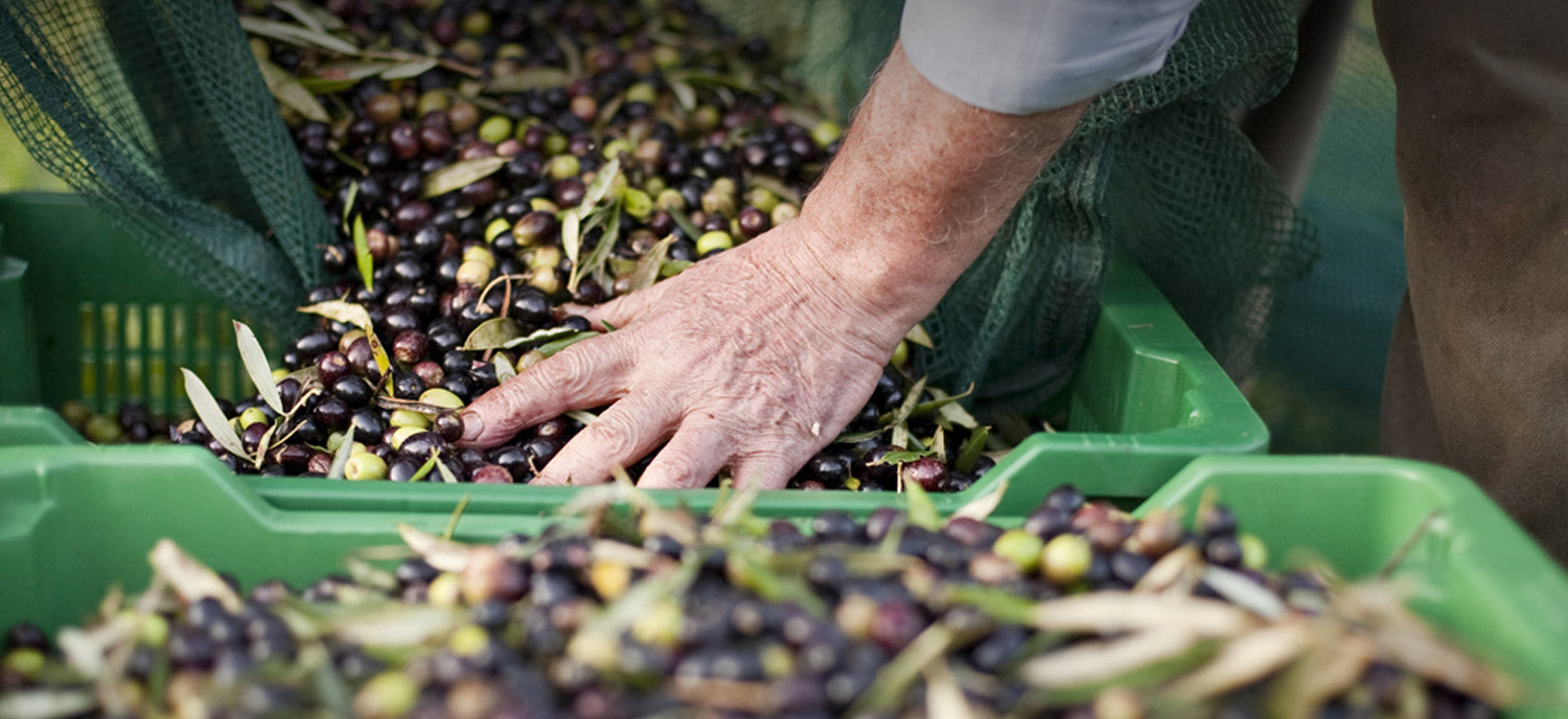 ¿Cómo afecta el período de cosecha de la aceituna al sabor del aceite?