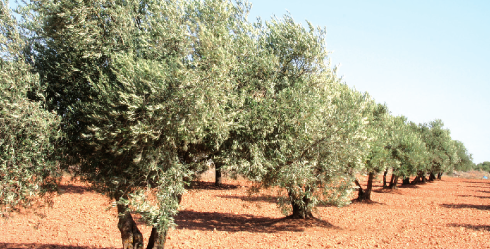olivar