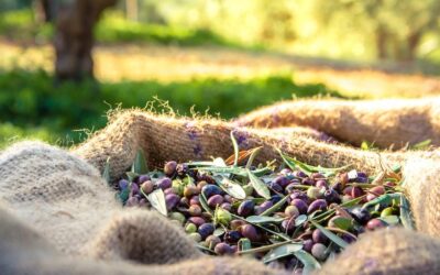 Aceite de orujo de oliva, ¡más saludable de lo que crees!