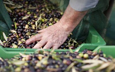 ¿Cómo afecta el período de cosecha de la aceituna al sabor del aceite?