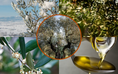 Las Estaciones del Olivo