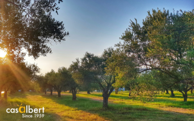 La importancia ambiental de los olivos
