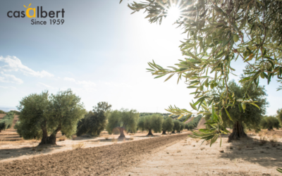 Hace 7000 años ya se cultivaban olivos