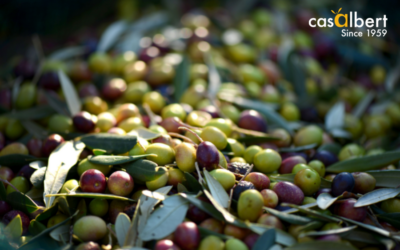 El cambio climático como primera causa de la mala cosecha de aceituna española