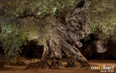 Los olivos más antiguos del mundo