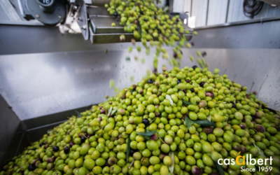 Almazara: El Corazón de la Elaboración del Aceite de Oliva