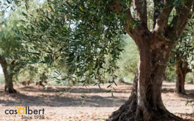 Cómo Reconocer las Variedades de Olivo