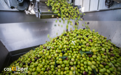 Campaña Oleícola 2024/25: Entre la Incertidumbre Climática y las Esperanzas de Recuperación